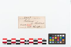 Etikett zu Schleifstein (NHMW-PRAE-025137)